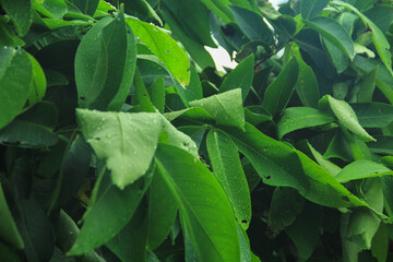 Fototapeta premium guava leaves exposed to raindrops create a fertility and cool effect on the tree that is visible in the morning