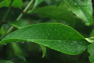 guava leaves exposed to raindrops create a fertility and cool effect on the tree that is visible in...