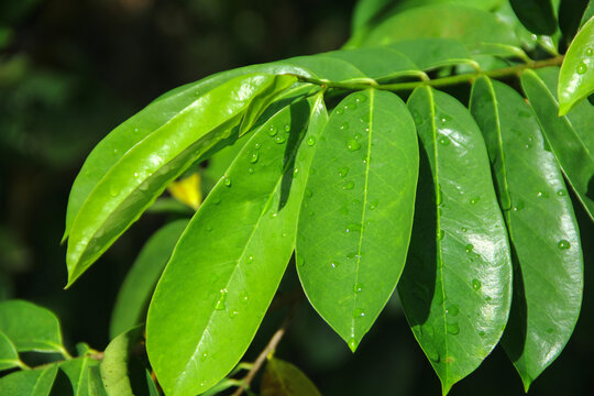 Soursop leaves wet from rainwater in the morning