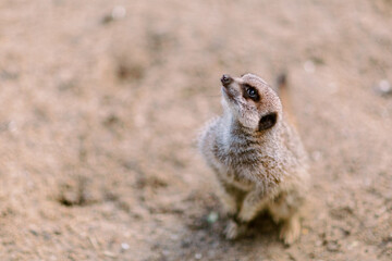 Meerkat sitting on the ground and looking up