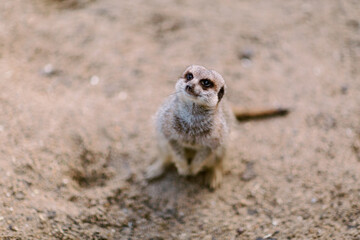 Fototapeta premium Meerkat standing on the ground and looking up