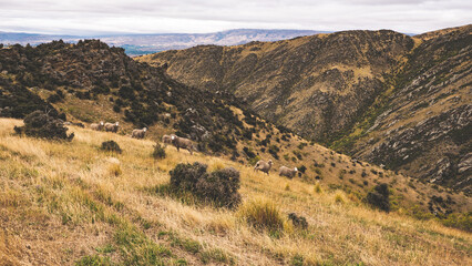 Obraz premium Yellow brown hills of alexandra central otago low dramatic clouds heavy sky hiking tramping 