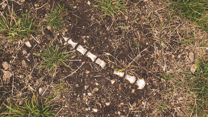 Animal spine vertebrae bones in the ground grass hiking