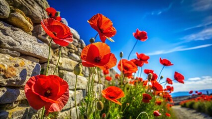 Red Poppies Blooming on Ancient Stone Wall, Vibrant Summer Sky Background - Stock Photo