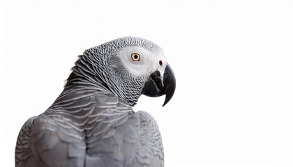 Fototapeta premium african grey parrot on or white background