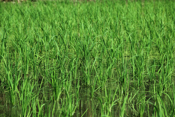 The fields are planted with young rice which is ready to grow and become rice