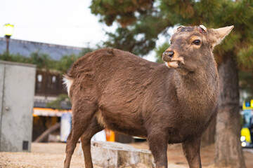 Fototapeta premium 野生の鹿