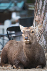 Fototapeta premium 野生の鹿
