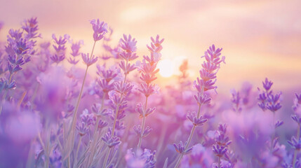 Fototapeta premium Lavender field in warm golden sunset light with soft focus