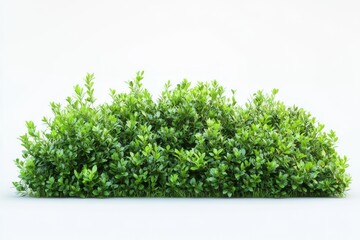 Obraz premium Vibrant Green Tropical Foliage on White Canvas