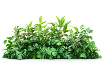 Fototapeta premium Vibrant Green Tropical Foliage on White Canvas