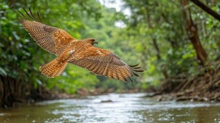 Red Hawk Soaring Over Jungle