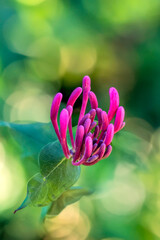 Fototapeta premium Pink flower with green background 