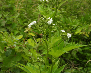 Napaea dioica - Glade Mallow - Native North American Wildflower