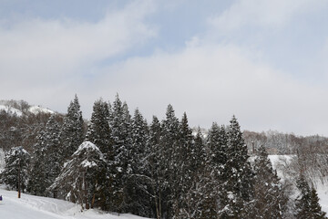 雪国の森林