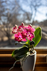 Macro view of a pink and white miniature moth orchid (phalaenopsis) on a window sill in natural sunlight