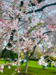 blossoms,  flowers, pink flowers , nature, beautiful