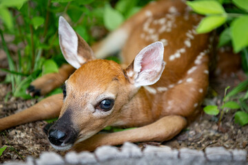 Deer