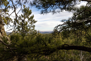 trees in the forest