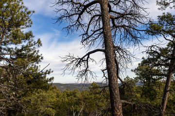 tree and sky