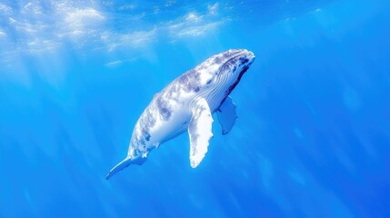 Humpback Whale Calf Ocean Sunlight  Marine Wildlife