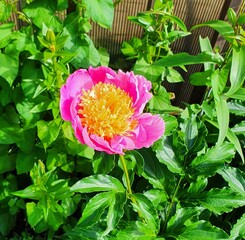 pink flower