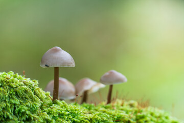 Little Lilac Bonnet mushroom's also known as Mycena pura