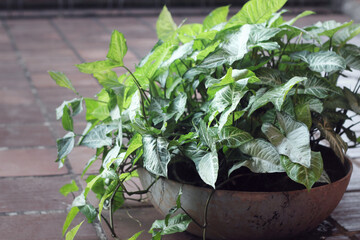 Syngonium podophyllum plant singonio plant in a pot