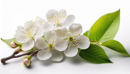 Fototapeta premium fresh flora and leaves of prunus tree isolated on white or obvious background spring flowering