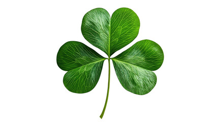 Lucky Shamrock: A vibrant three-leaf clover, a symbol of good fortune, presented against a clean backdrop.