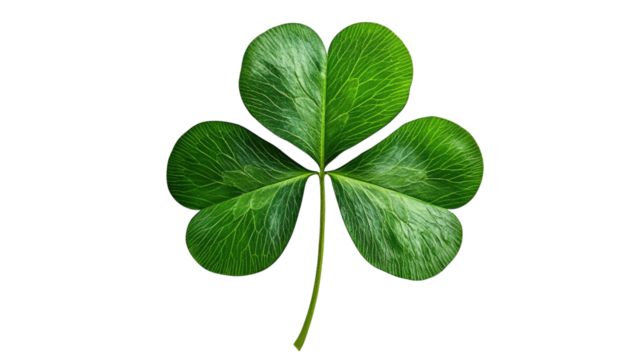Lucky Shamrock: A vibrant three-leaf clover, a symbol of good fortune, presented against a clean backdrop.