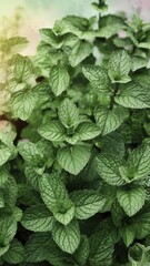 Close-up of vibrant green mint leaves, showcasing their textured surfaces and fresh appearance in natural light.