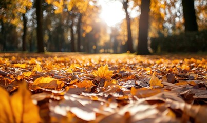 Golden Autumn Leaves: A Carpet of Fall Colors in a Sunlit Park