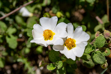 Flower of a Montpellier cistus ( Cistus monspeliensis )