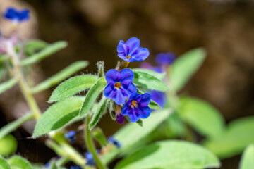 Pulmonaria, lungwort flowers of different shades of violet in one inflorescence. Honey plant of 
 Antalya, Turkey. The first spring flowers. Pulmonaria officinalis. Pulmonaria officinalis bloom.