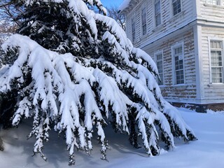 Snowy landscape. American Victorian building. Snow-covered conifers. Snow-covered landscape....