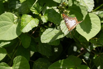 White peacock butterfly (anartia jatrophae) on malvastrum americanum plant
