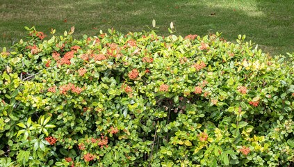 Jungle geranium (ixora coccinea) red plant in garden