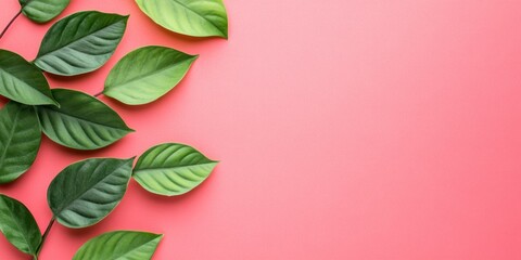 Obraz premium Vibrant Green Leaves on Pink Background: Nature's Simple Elegance