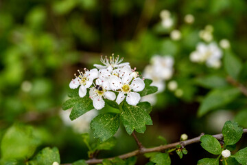 Spring tree flowering. White blooming tree. Antalya, Turkey