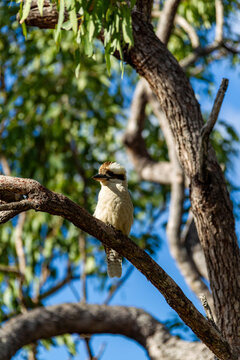kookaburra branch tree facing you