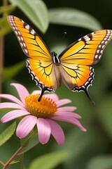 Fototapeta premium Butterfly 