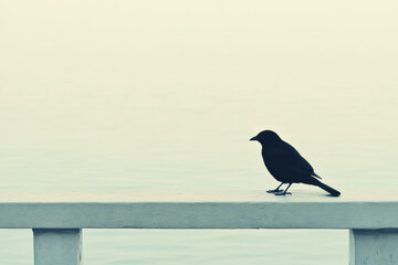 Fototapeta premium A black bird is sitting on a ledge near a body of water