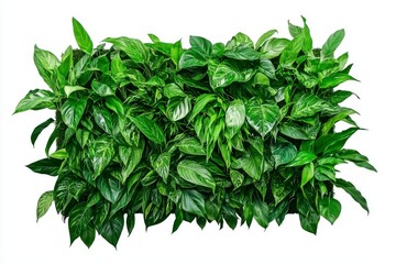 Obraz premium Lush Greenery Wall Panel with Vibrant Leaves Perfect for Indoor Decoration and Landscaping Projects