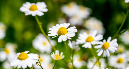 Marguerite daisy flower with green meadow as background