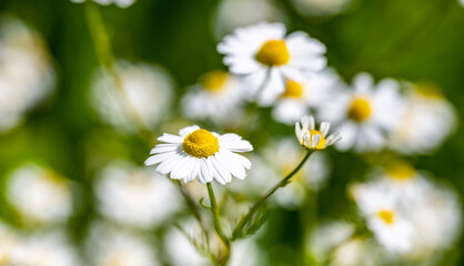 Fototapeta premium Marguerite daisy flower with green meadow as background