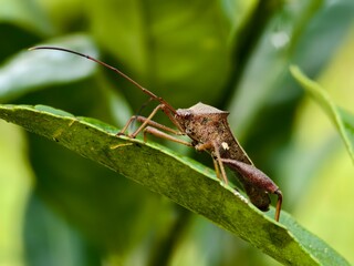 Sangit grasshopper (Leptocorisa oratorius) on orange leaves with blurred background