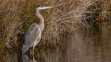 Great Blue Heron on the hunt