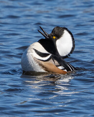 Hooded Merganser on the lake