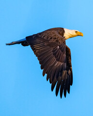 Bald Eagle in flight